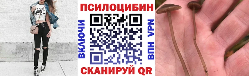 где можно купить   Северск  Псилоцибиновые грибы Cubensis 